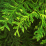 Thuja plicata.png